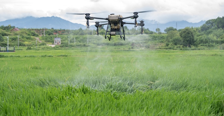 无人机“飞防”保丰收