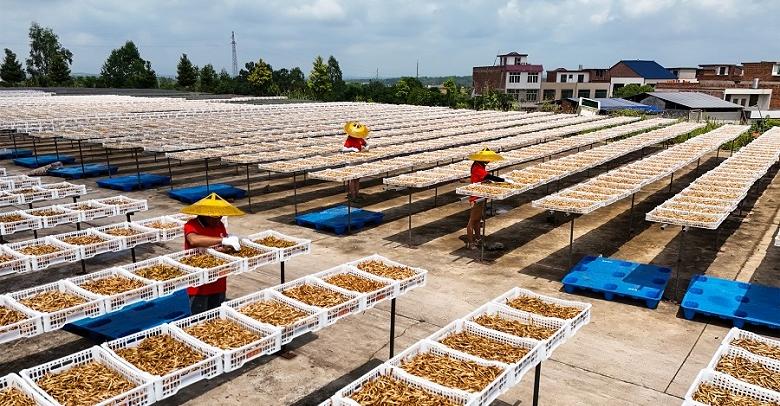 黄花菜铺就致富路