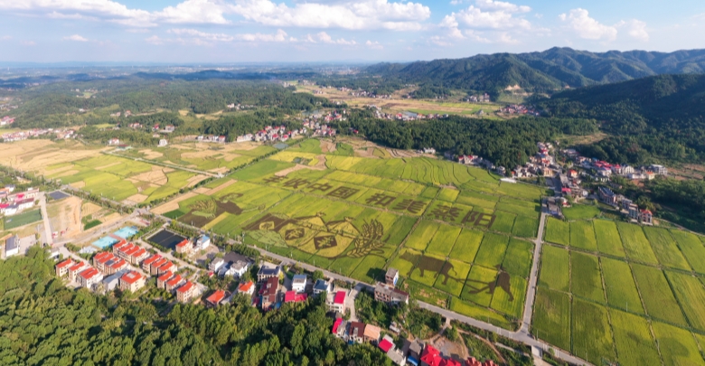 “彩色稻田画”扮靓乡村