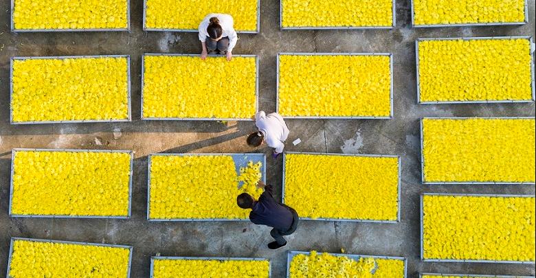 金菊飘香丰收景