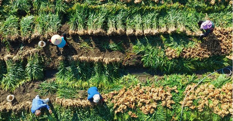 汝城小黄姜香飘海外