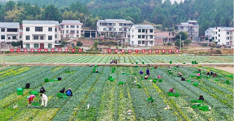 冬种蔬菜促增收