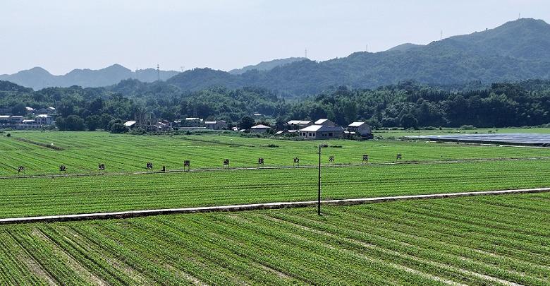 科学间种 助农增收