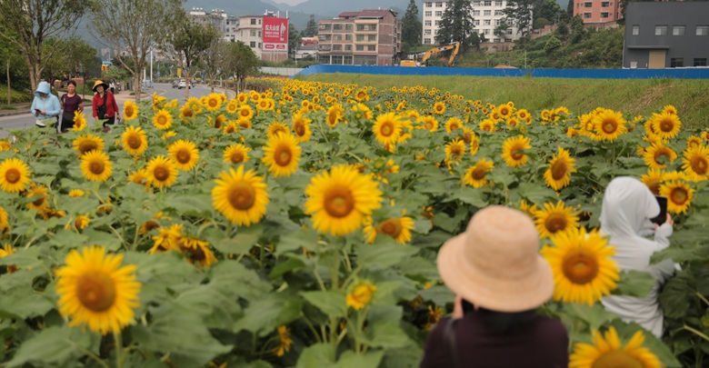 花海经济富乡亲