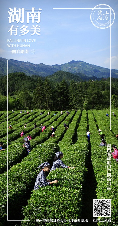 一图看湖南：1000多户农民因茶脱贫