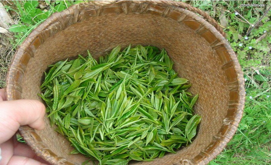 茶文化之：北港毛尖---湖南特色特产茶叶(图1)