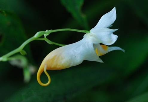 茶文化之：龙虾花茶---湖南特色特产茶叶(图1)