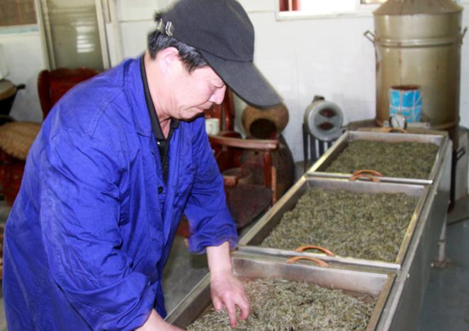 茶文化之：君山茶---湖南特色特产茶叶(图1)
