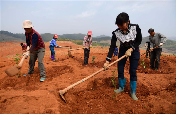 桂阳生态农业建设项目火热