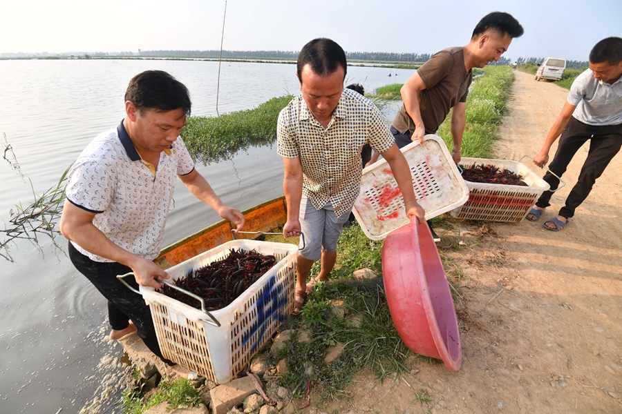 稻虾养殖 助农增收
