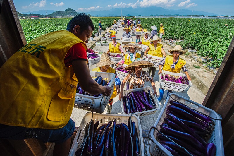 脱贫攻坚丨蔬菜销海外 农民乐增收