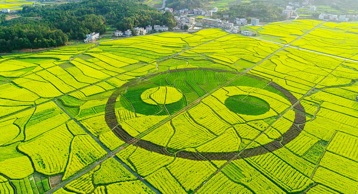 油菜花地惊现震撼"太极图"