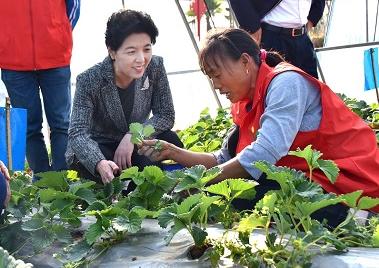 乌兰在祁阳县茅竹镇三家村扶贫基地草莓温室大棚与群众交流