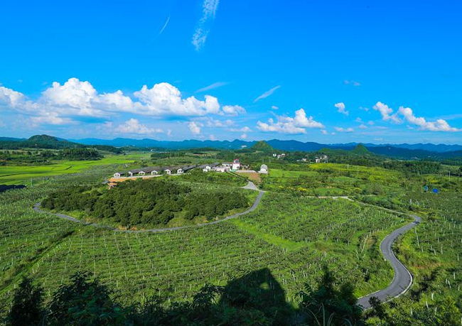 花垣县十八洞村猕猴桃基地