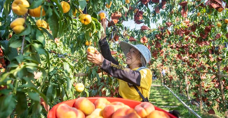 “一村一品”促增收