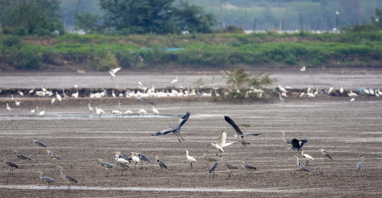 候鸟嬉戏 生态之美