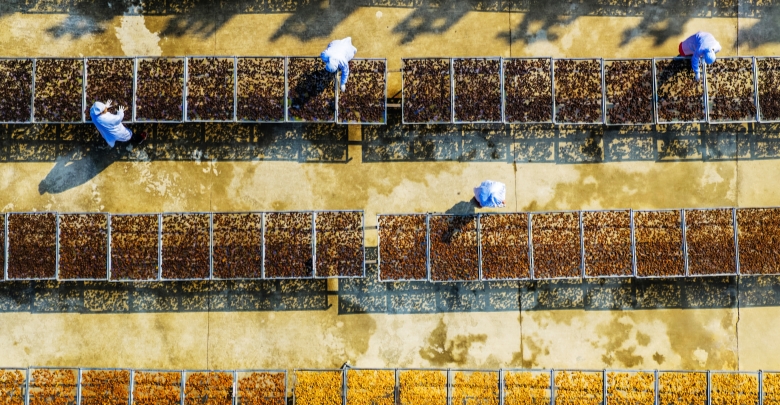 ​致富路上药飘香