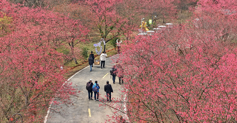冬樱绽放引客来