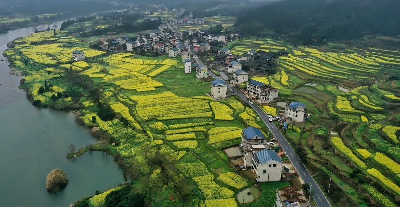 油菜花开春意浓