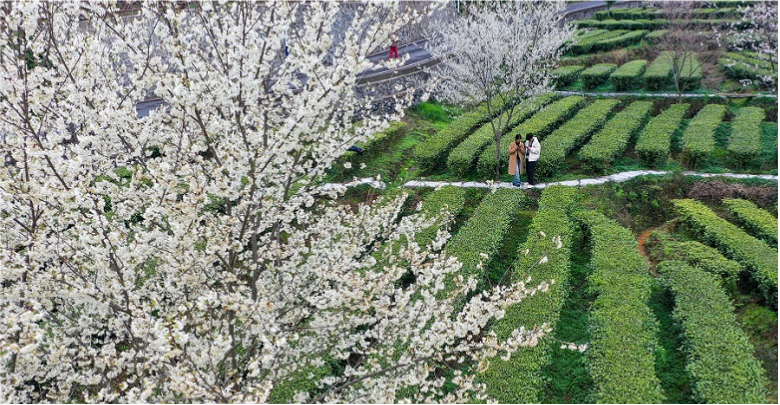 春满茶园
