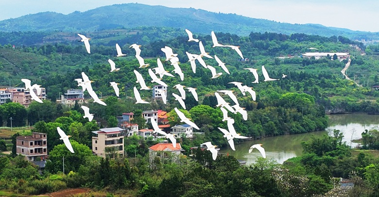 春和景明鸟翩飞