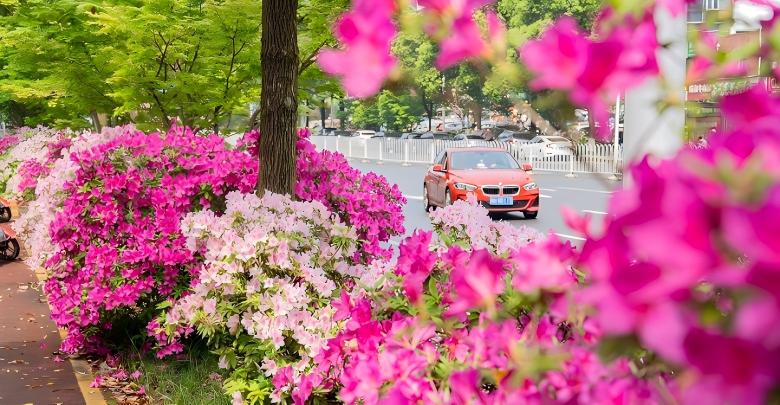 一路繁花满城春
