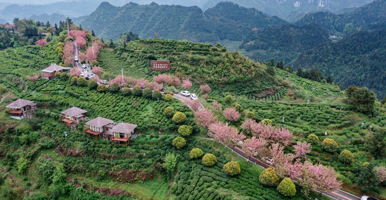 茶山花海引客来