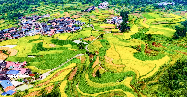 瑶乡梯田入画来