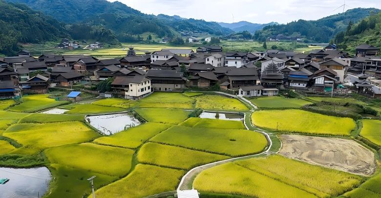 山野存诗意 稻田染秋韵