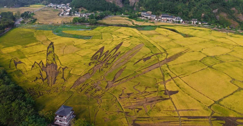 崀山“朱鹮稻”熟了