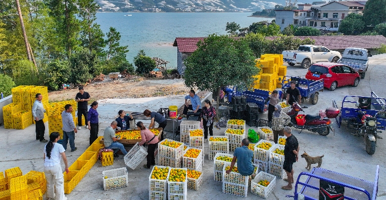 东江湖蜜橘上市