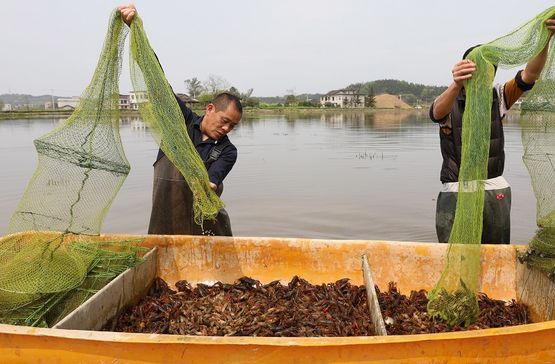 农业生产丨稻田养虾 促增收