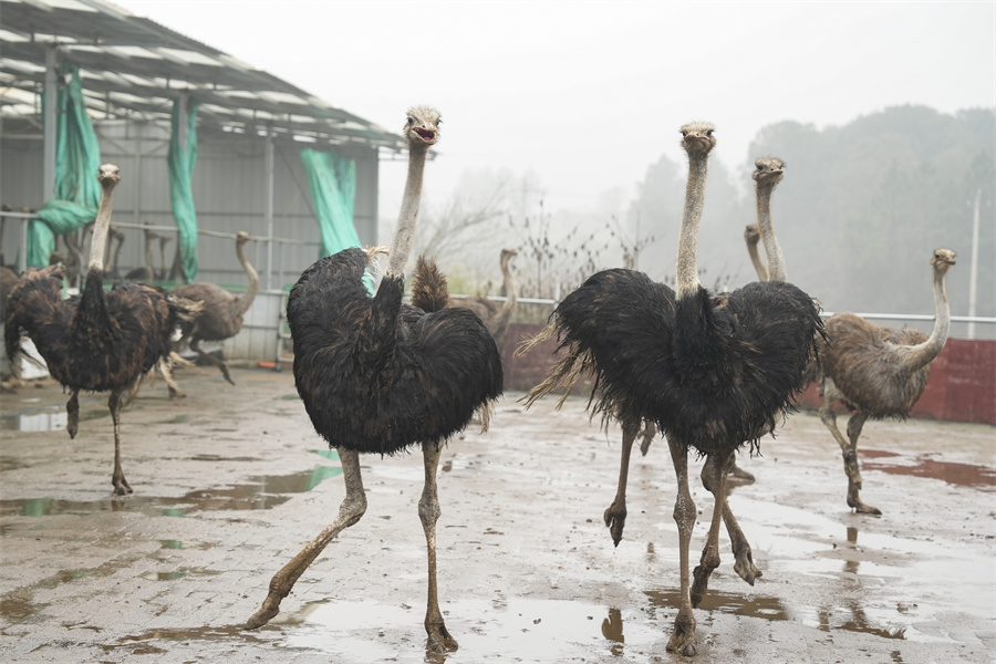 首页>政务要闻>焦点图>1月15日,永州市冷水滩区伊塘镇孟公山村,鸵鸟在